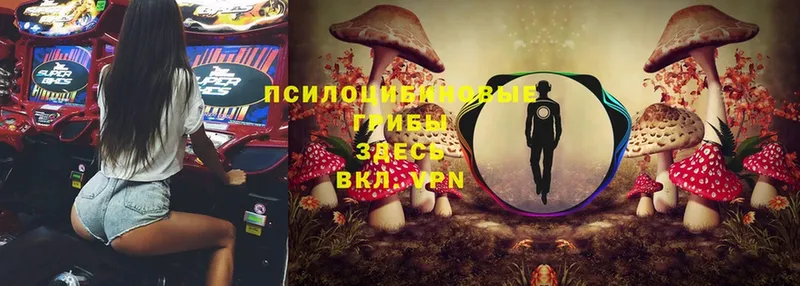 Псилоцибиновые грибы Cubensis  Весьегонск 